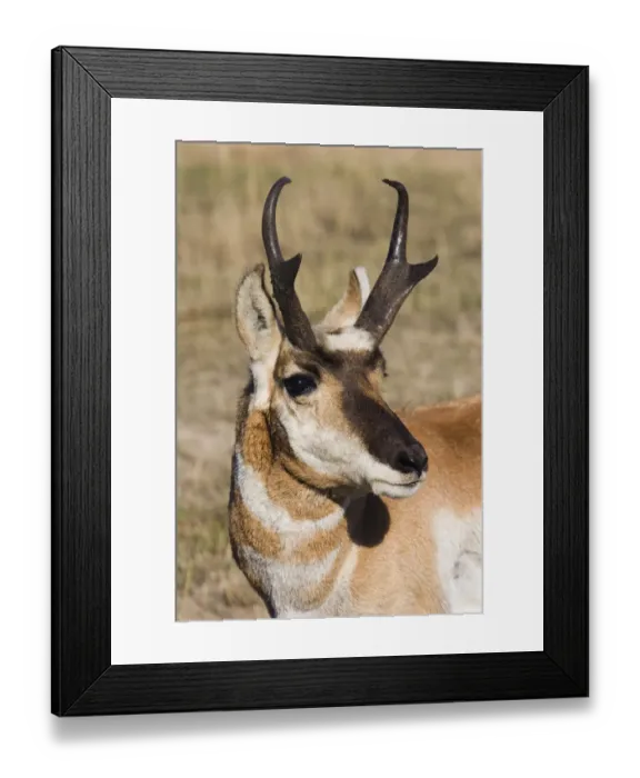 Framed Print : Pronghorn Antelope Buck Framed Print : Pronghorn Antelope Buck