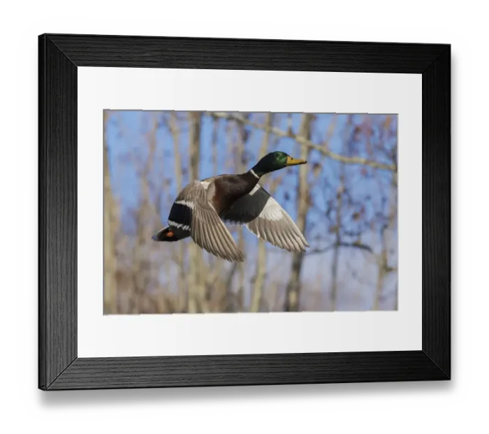 Framed Print : Mallard in Flight, wooded habitat