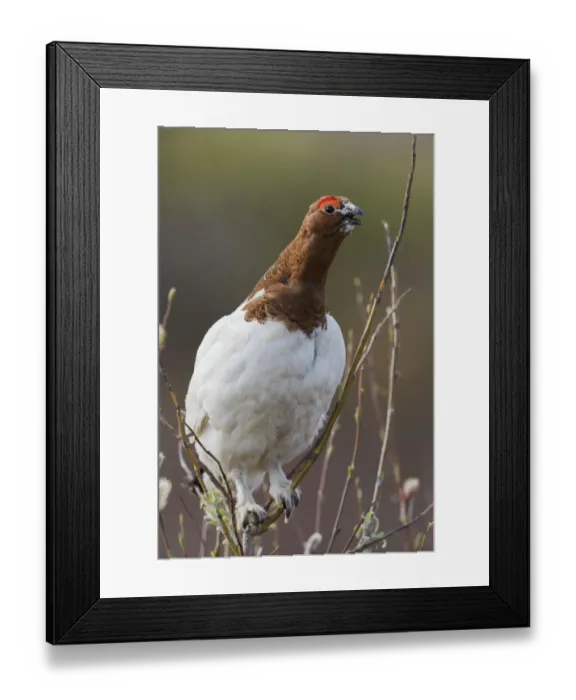 Framed Print : Willow Ptarmigan, Voice of the Arctic Tundra Framed Print : Willow Ptarmigan, Voice of the Arctic Tundra