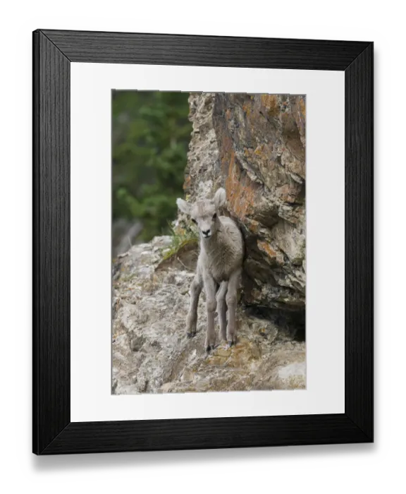 Framed Print : Bighorn Sheep Lamb Framed Print : Bighorn Sheep Lamb