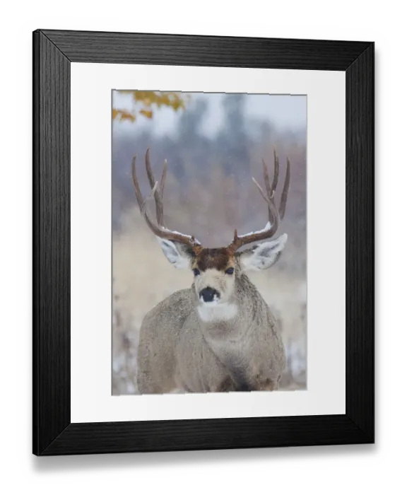 Framed Print : Mule Deer Buck, late autumn snow
