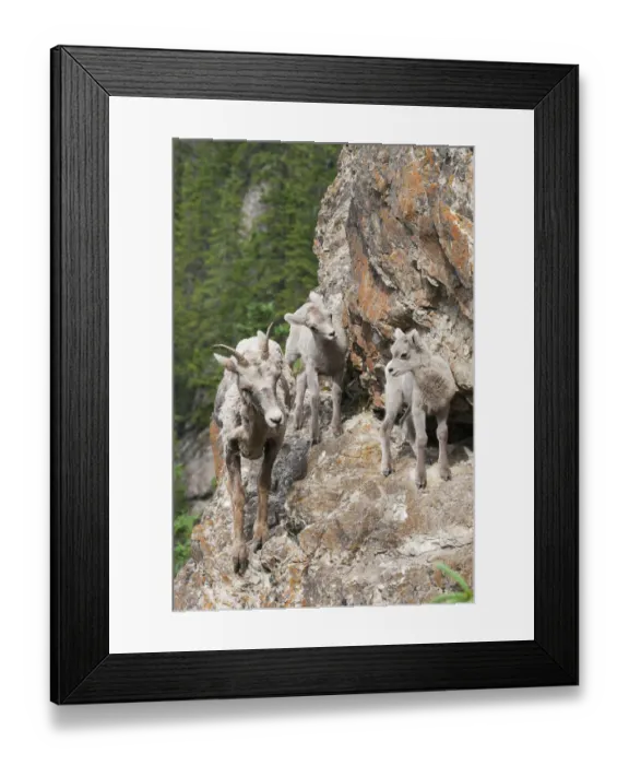 Framed Print : Bighorn Sheep Ewe with young twins Framed Print : Bighorn Sheep Ewe with young twins