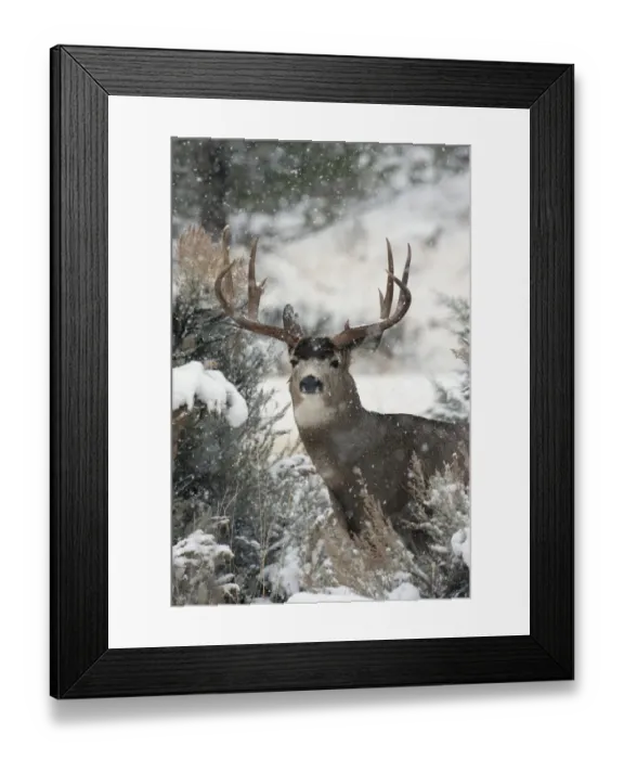 Framed Print : Mule Deer Buck Framed Print : Mule Deer Buck