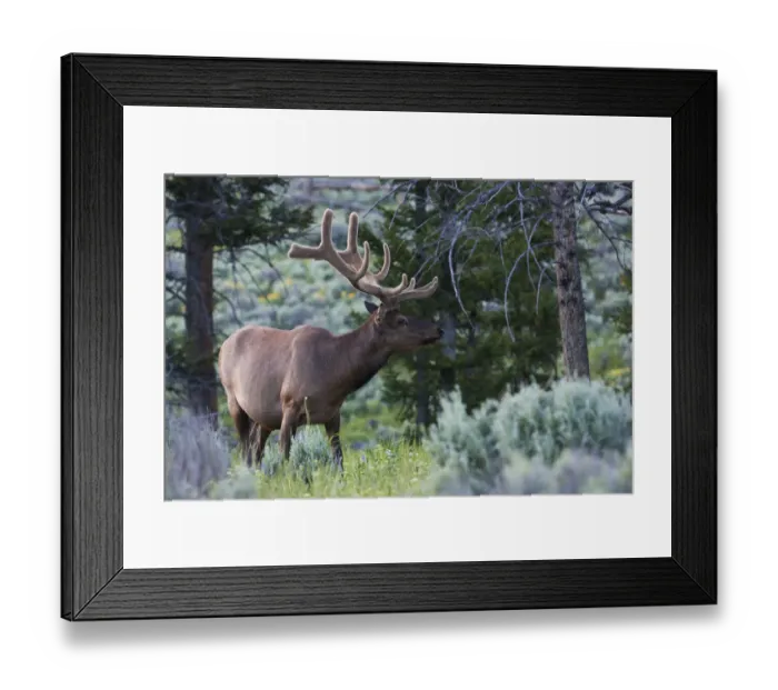 Framed Print : Rocky Mountain Bull Elk, Spring Velvet Antlers Framed Print : Rocky Mountain Bull Elk, Spring Velvet Antlers