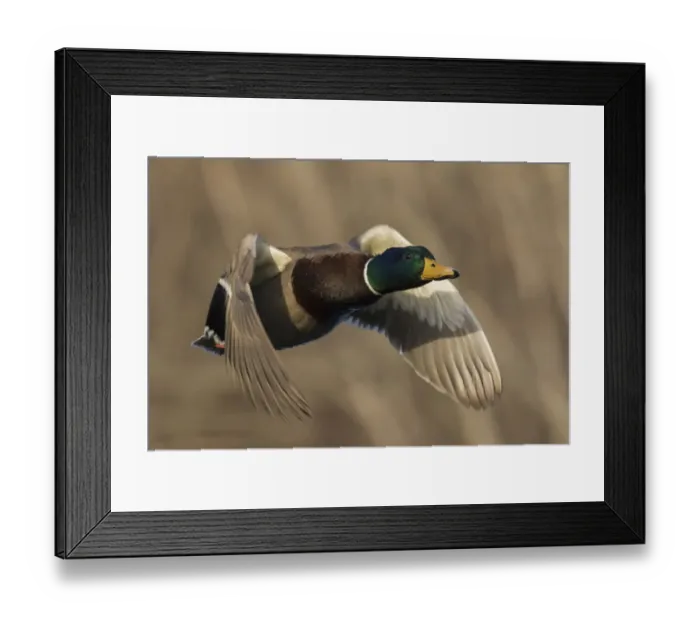 Framed Print : Mallard Drake in Flight Framed Print : Mallard Drake in Flight