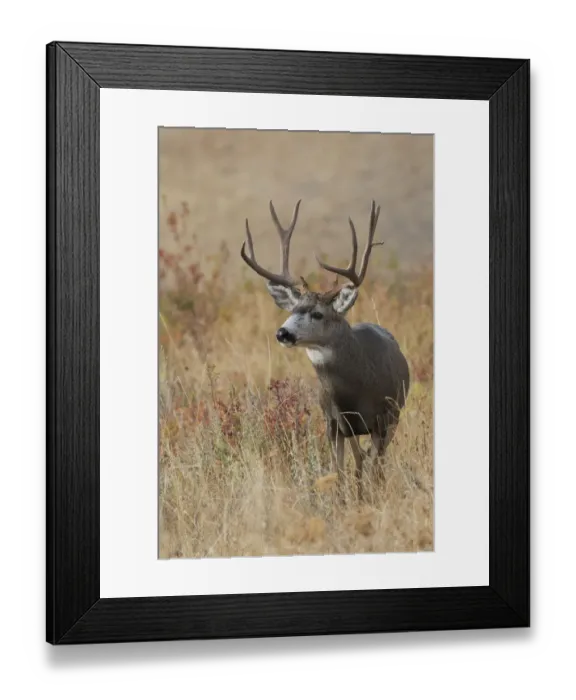 Framed Print : Mule Deer Buck Framed Print : Mule Deer Buck