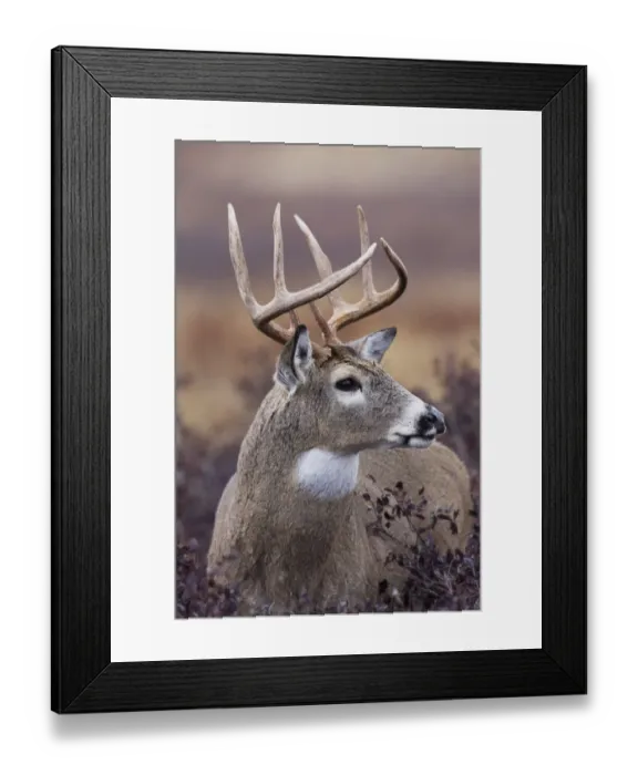 Framed Print : White-tailed Deer Buck