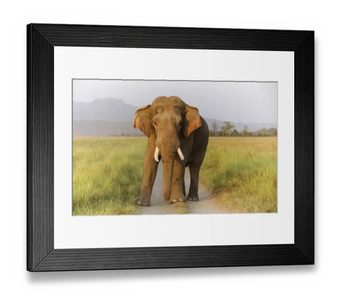 Framed Print : Musth Tusker on the track, Corbett National Park, India Framed Print : Musth Tusker on the track, Corbett National Park, India