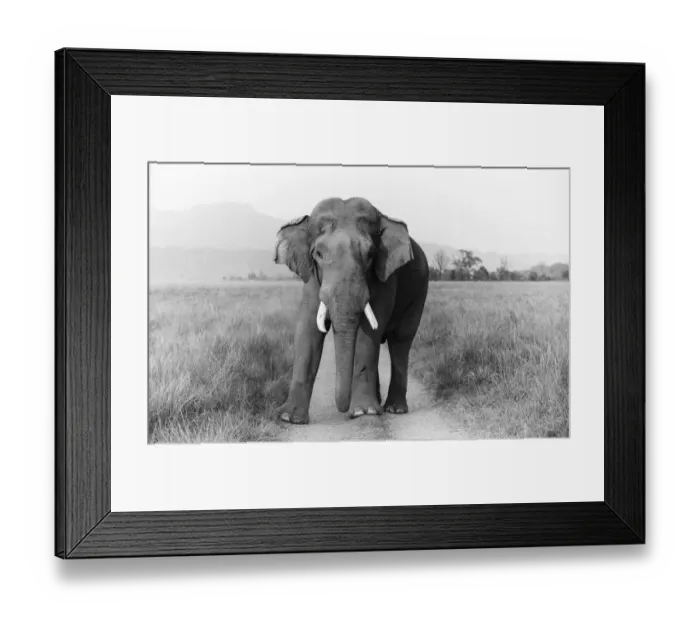 Framed Print : Musth Tusker on the track, Corbett National Park, India Framed Print : Musth Tusker on the track, Corbett National Park, India