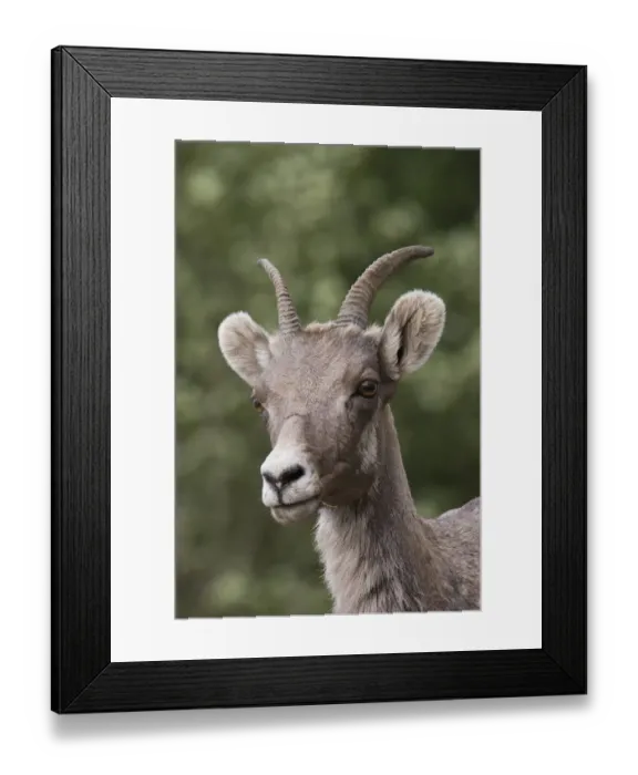 Framed Print : Rocky Mountain Bighorn Sheep, shedding winter fur Framed Print : Rocky Mountain Bighorn Sheep, shedding winter fur