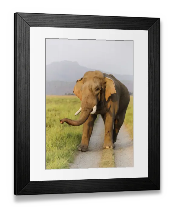 Framed Print : Musth Tusker on the jungle track, Corbett National Park, India
