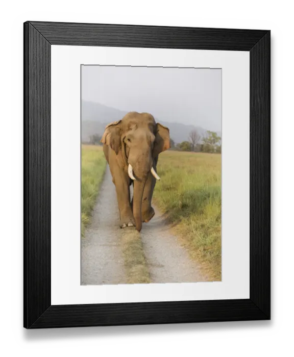 Framed Print : Musth Tusker on the jungle track, Corbett National Park, India