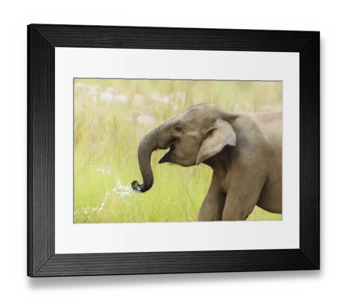 Framed Print : Asian Elephant drinking water, Corbett National Park, India Framed Print : Asian Elephant drinking water, Corbett National Park, India