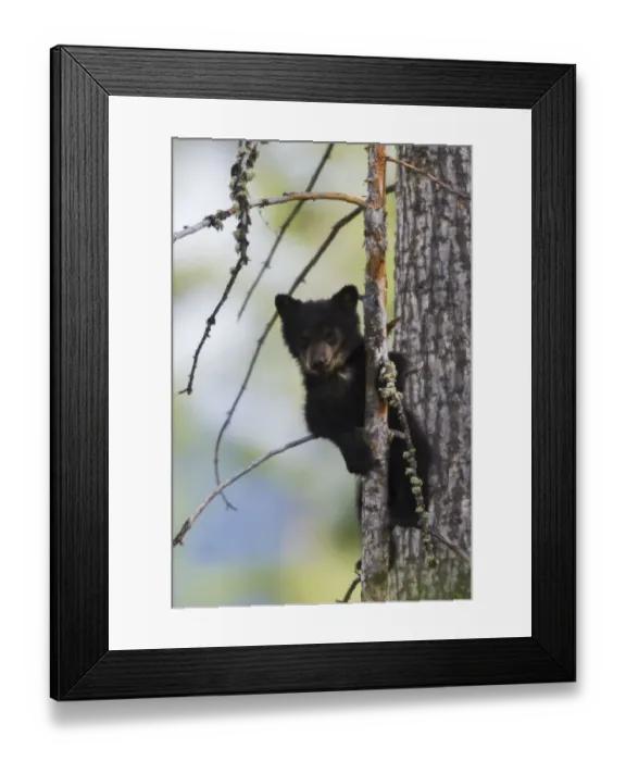 Framed Print : Black Bear Cub Climbing Framed Print : Black Bear Cub Climbing