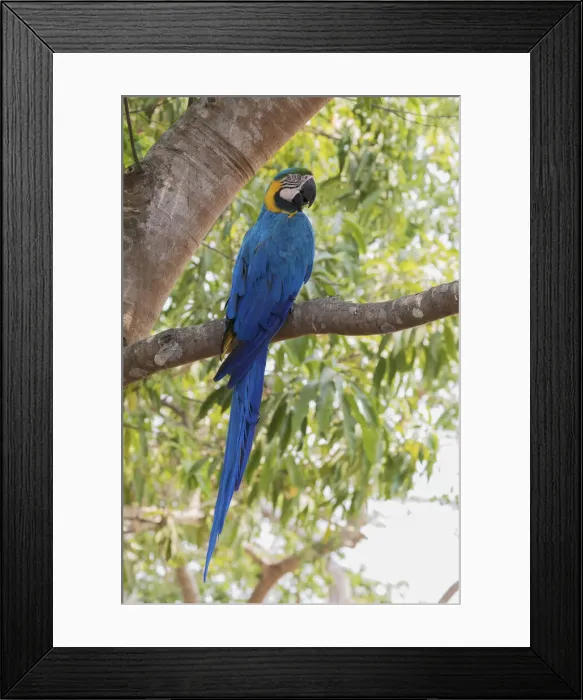 Framed Print : Blue and Gold Macaw, roosting in the shade Framed Print : Blue and Gold Macaw, roosting in the shade