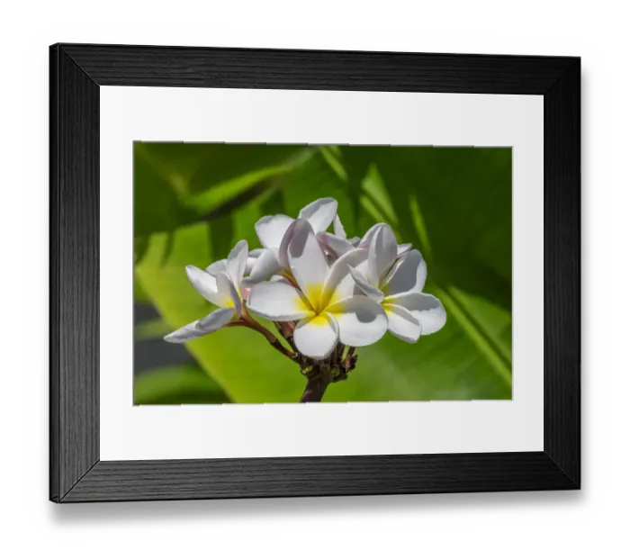 Framed Print : White Plumeria