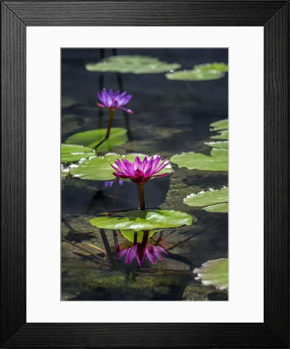 Framed Print : Waterlilies in pond