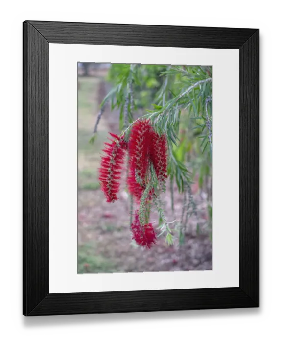 Framed Print : Weeping Bottlebrush tree flowers Framed Print : Weeping Bottlebrush tree flowers