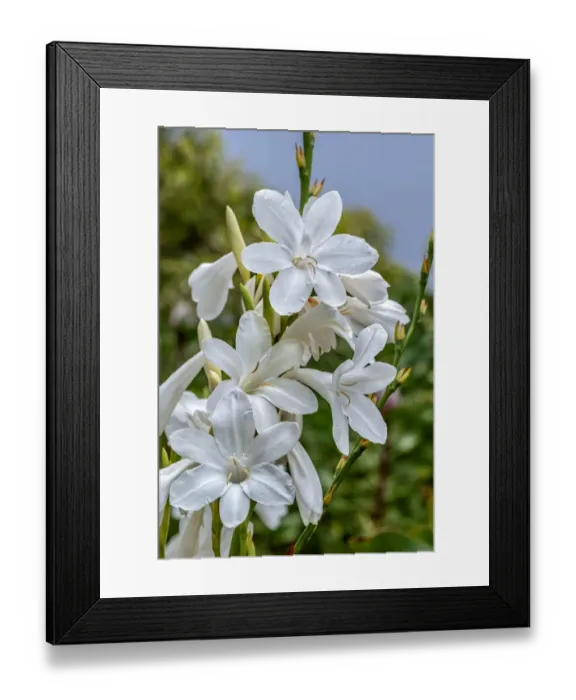Framed Print : White Gladiolus Framed Print : White Gladiolus