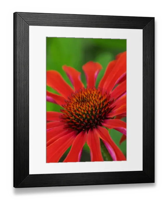 Framed Print : Coneflower Framed Print : Coneflower