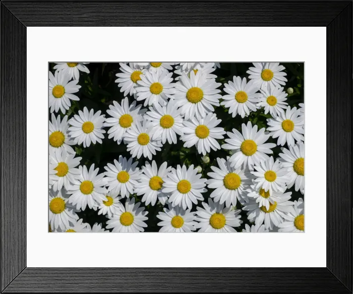 Framed Print : Oxeye Daisy