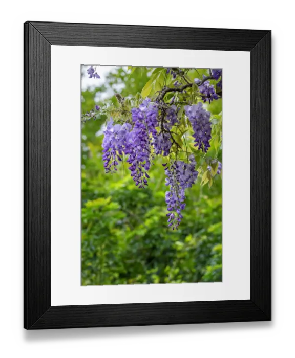 Framed Print : Wisteria