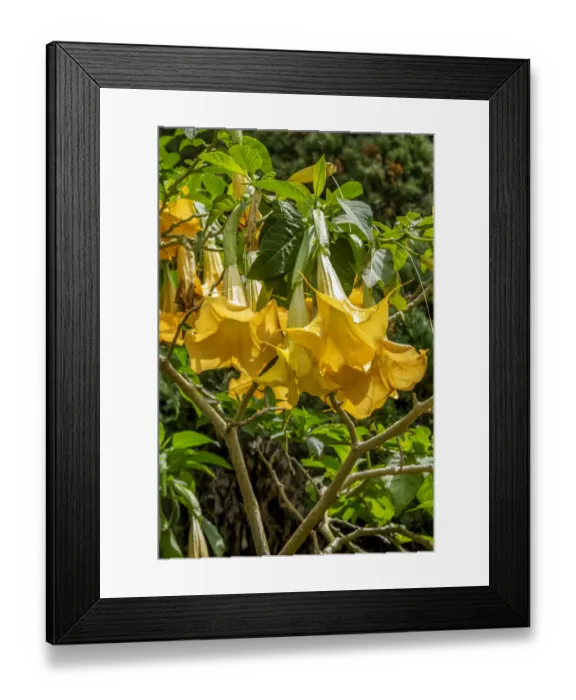 Framed Print : Yellow Angels Trumpet Framed Print : Yellow Angels Trumpet