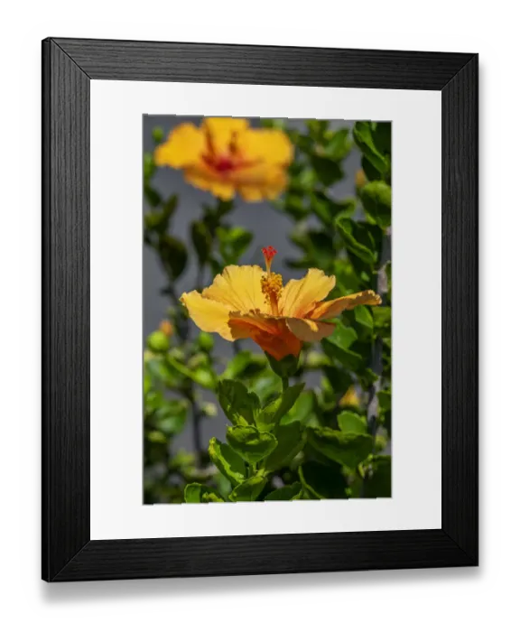 Framed Print : Yellow Hibiscus Framed Print : Yellow Hibiscus