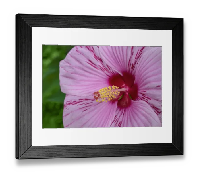 Framed Print : Swamp Rose Mallow Framed Print : Swamp Rose Mallow