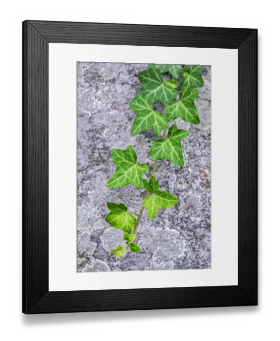 Framed Print : Ivy growing on granite Framed Print : Ivy growing on granite