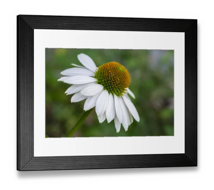 Framed Print : Coneflower Framed Print : Coneflower