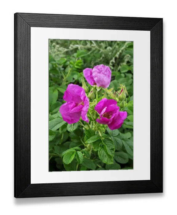 Framed Print : Beach rose Framed Print : Beach rose