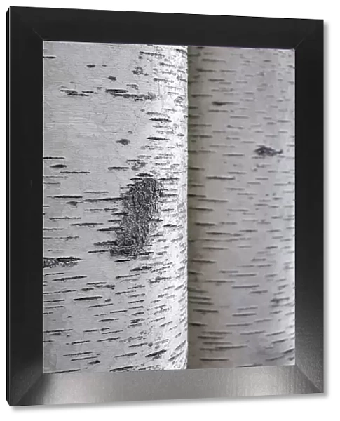 Closeup of birch bark