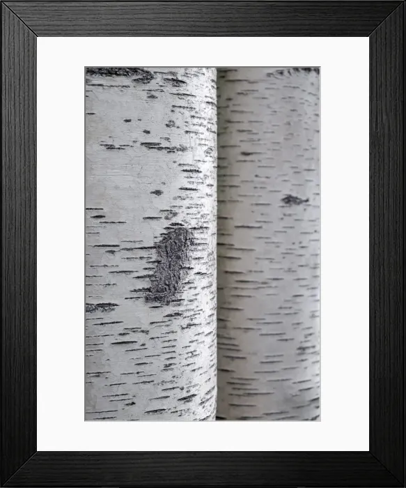 Framed Print : Closeup of birch bark Framed Print : Closeup of birch bark