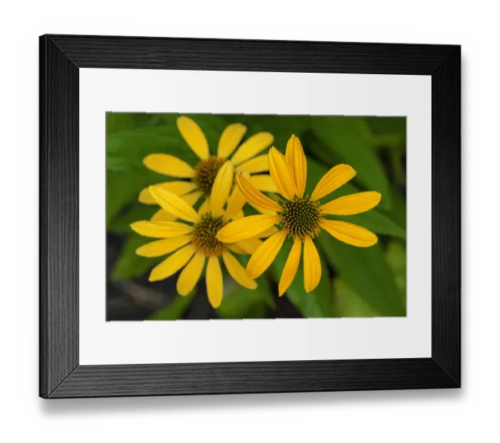 Framed Print : Coneflower Framed Print : Coneflower
