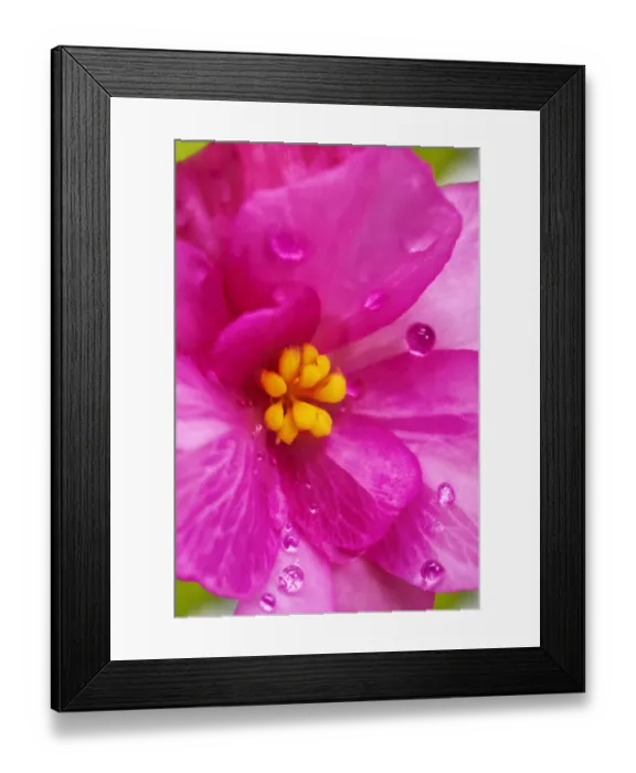 Framed Print : Pink Begonia Framed Print : Pink Begonia