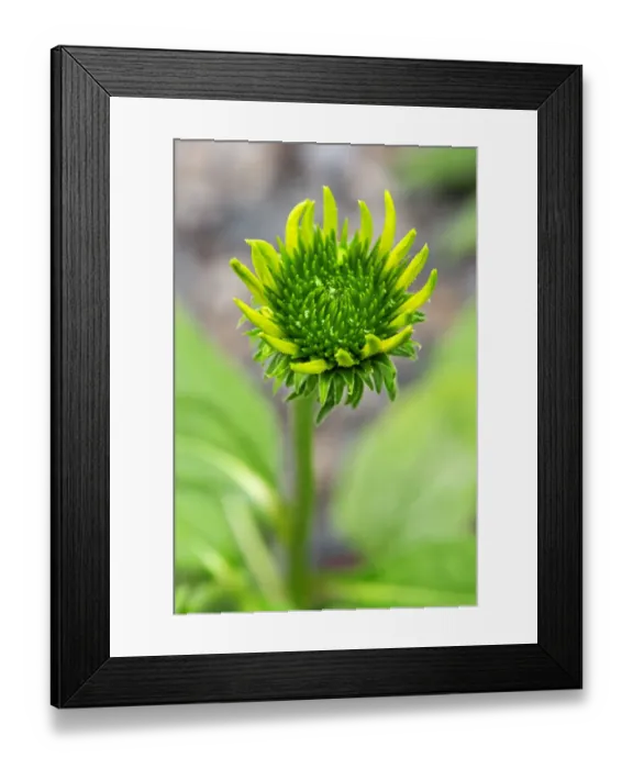 Framed Print : Coneflower starting to bloom Framed Print : Coneflower starting to bloom