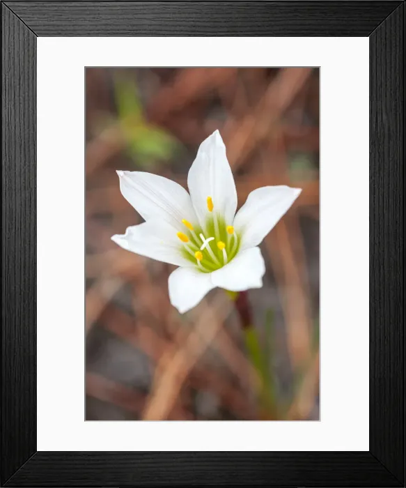 Framed Print : Rain lilies are one of the first flowers to emerge after a forest fire Framed Print : Rain lilies are one of the first flowers to emerge after a forest fire