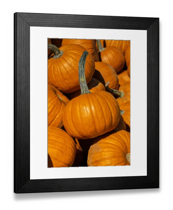 Framed Print : Pile of Pumpkins Framed Print : Pile of Pumpkins