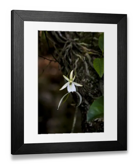 Framed Print : A rare Ghost orchid grows only in swamps in south Florida Framed Print : A rare Ghost orchid grows only in swamps in south Florida