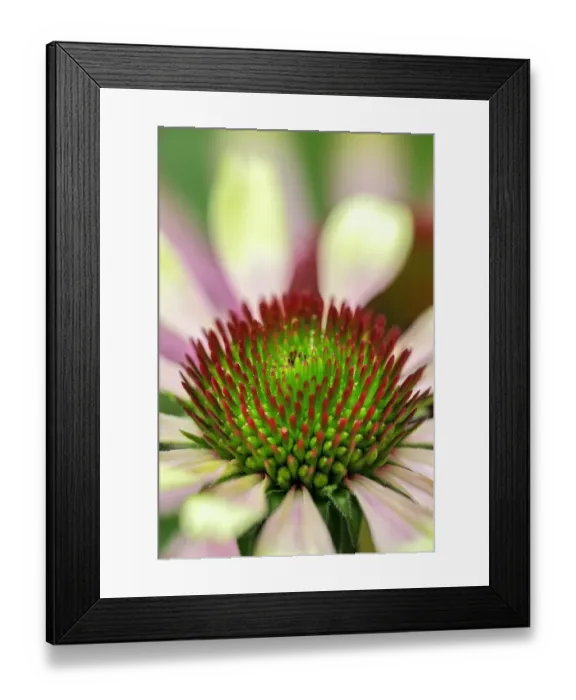 Framed Print : Coneflower Framed Print : Coneflower