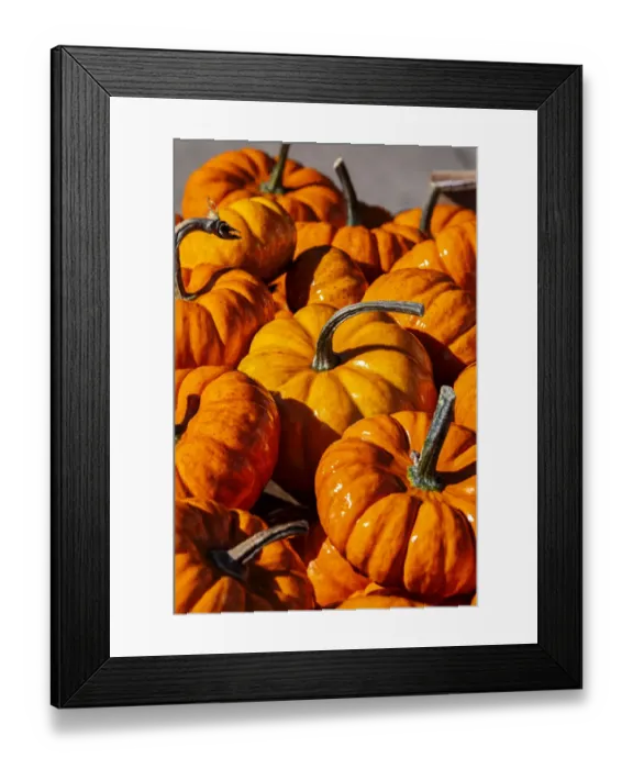 Framed Print : Orange gourds, Cucurbita Framed Print : Orange gourds, Cucurbita