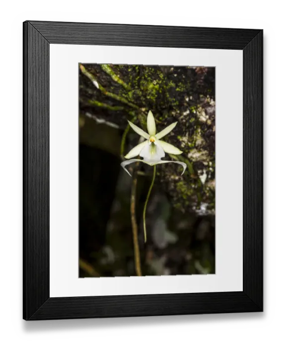 Framed Print : A rare Ghost orchid grows only in swamps in south Florida Framed Print : A rare Ghost orchid grows only in swamps in south Florida