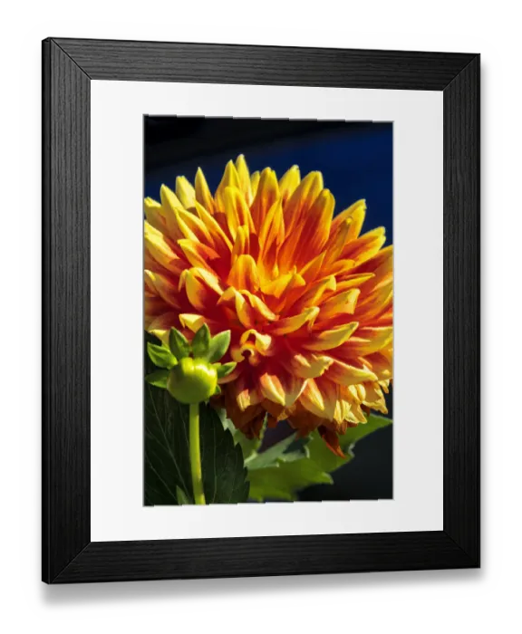 Framed Print : Dahlia Framed Print : Dahlia