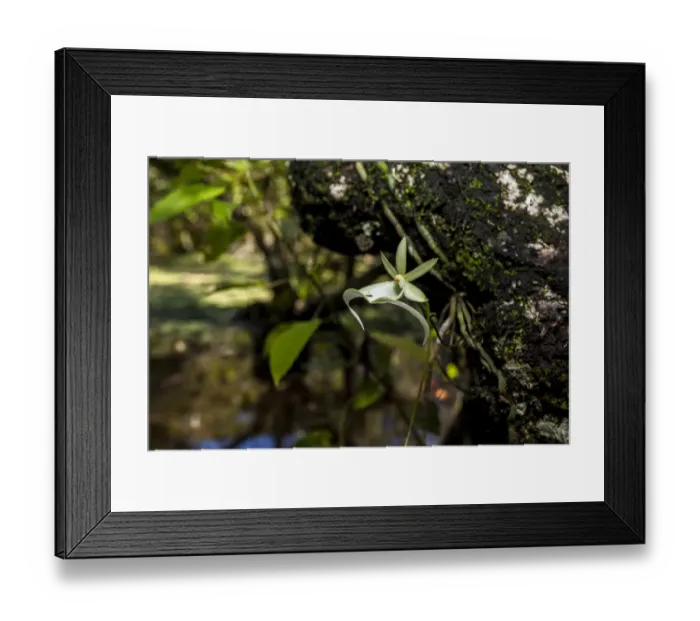 Framed Print : A rare Ghost orchid grows only in swamps in south Florida Framed Print : A rare Ghost orchid grows only in swamps in south Florida