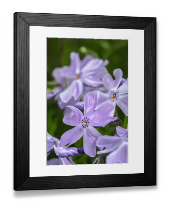 Framed Print : Creeping Phlox Framed Print : Creeping Phlox