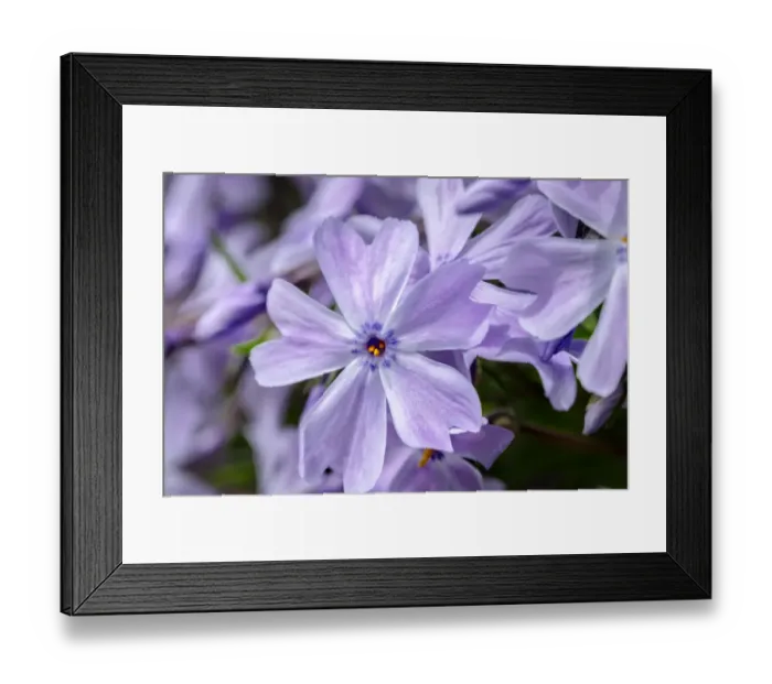 Framed Print : Creeping Phlox