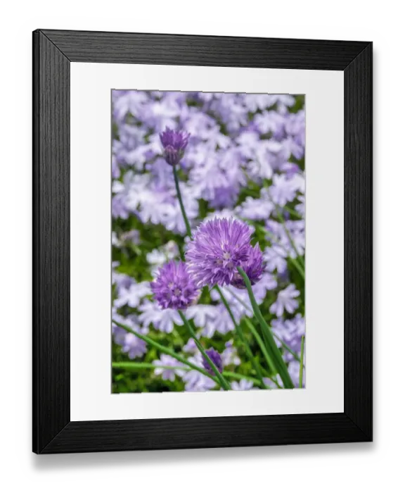 Framed Print : Creeping Phlox and chives