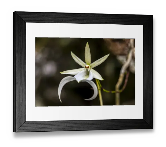 Framed Print : A rare Ghost orchid grows only in swamps in south Florida Framed Print : A rare Ghost orchid grows only in swamps in south Florida