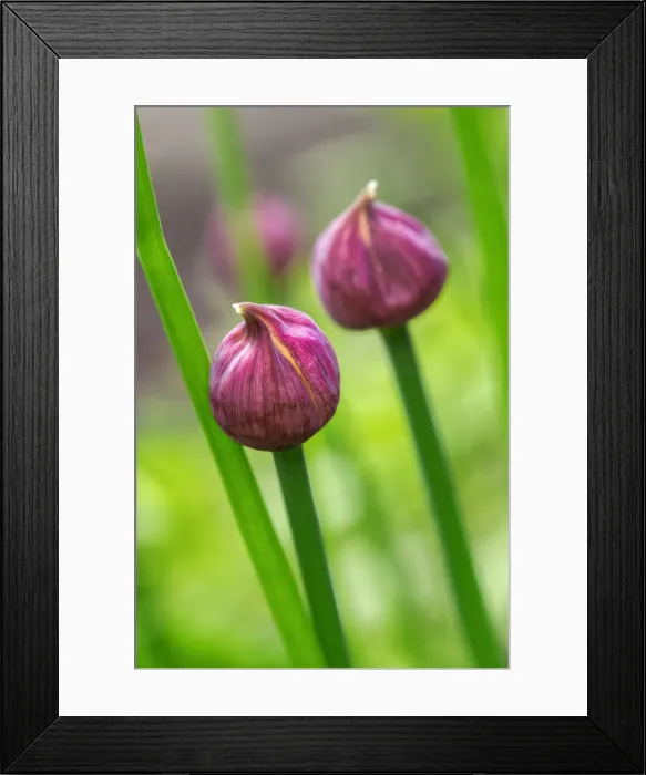 Framed Print : Chive Framed Print : Chive